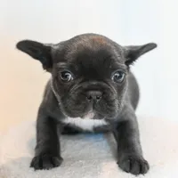 Stormy , a female French Bulldog for sale in Michigan, MI – Photo 7 of 8