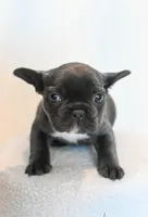 Chloe , a female French Bulldog for sale in Michigan, MI – Photo 7 of 8