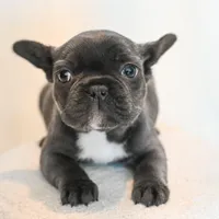 Stormy , a female French Bulldog for sale in Michigan, MI – Photo 4 of 8