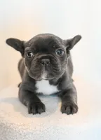 Chloe , a female French Bulldog for sale in Michigan, MI – Photo 4 of 8