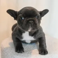 Stormy , a female French Bulldog for sale in Michigan, MI – Photo 2 of 8