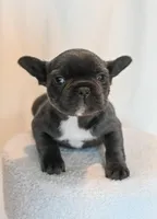 Chloe , a female French Bulldog for sale in Michigan, MI – Photo 2 of 8