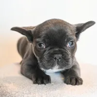 Stormy , a female French Bulldog for sale in Michigan, MI – Photo 1 of 8