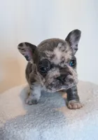 Charlie , a male French Bulldog for sale in Michigan, MI – Photo 6 of 8