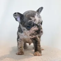 Sparky , a male French Bulldog for sale in Michigan, MI – Photo 5 of 8
