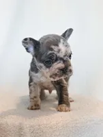 Charlie , a male French Bulldog for sale in Michigan, MI – Photo 5 of 8