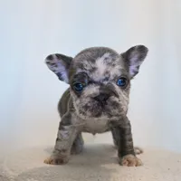 Sparky , a male French Bulldog for sale in Michigan, MI – Photo 3 of 8