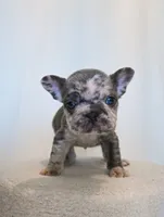 Charlie , a male French Bulldog for sale in Michigan, MI – Photo 3 of 8