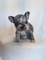 Hank , a male French Bulldog for sale in Michigan, MI – Photo 8 of 9