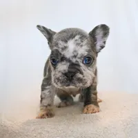 Sparky , a male French Bulldog for sale in Michigan, MI – Photo 8 of 8