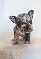 Charlie , a male French Bulldog for sale in Michigan, MI – Photo 4 of 8