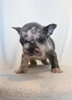 Charlie , a male French Bulldog for sale in Michigan, MI – Photo 1 of 8
