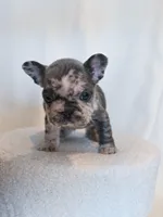 Hank , a male French Bulldog for sale in Michigan, MI – Photo 5 of 9