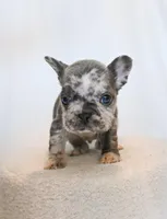 Hank , a male French Bulldog for sale in Michigan, MI – Photo 9 of 9