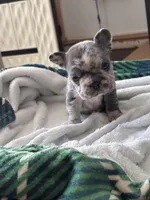 Hank , a male French Bulldog for sale in Michigan, MI – Photo 2 of 9