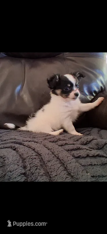 Baby chippy – Chihuahua puppy for sale in Pawtucket, RI