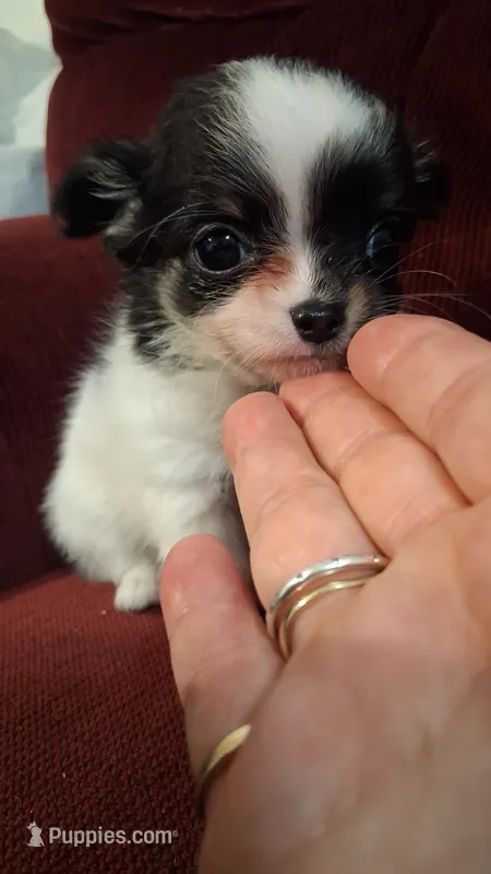 Baby chippy – Chihuahua puppy for sale in Pawtucket, RI