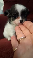 Baby chippy, a male Chihuahua for sale in Pawtucket, RI – 1 of 4