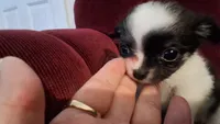 Baby chippy, a male Chihuahua for sale in Pawtucket, RI – 2 of 4