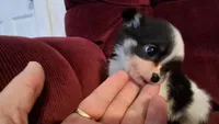 Baby chippy, a male Chihuahua for sale in Pawtucket, RI – 3 of 4