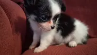 Baby chippy, a male Chihuahua for sale in Pawtucket, RI – 4 of 4