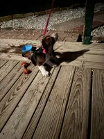 Chile aka chilly, a female Basset Hound for sale in Rogers, AR – 2 of 2