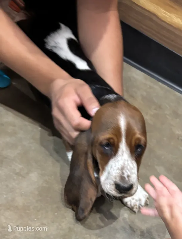 Chile aka chilly – Basset Hound puppy for sale in Rogers, AR