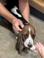 Chile aka chilly, a female Basset Hound for sale in Rogers, AR – 1 of 2