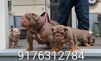 Ragnar, a male English Bulldog for sale in Blakeslee, PA – 4 of 5