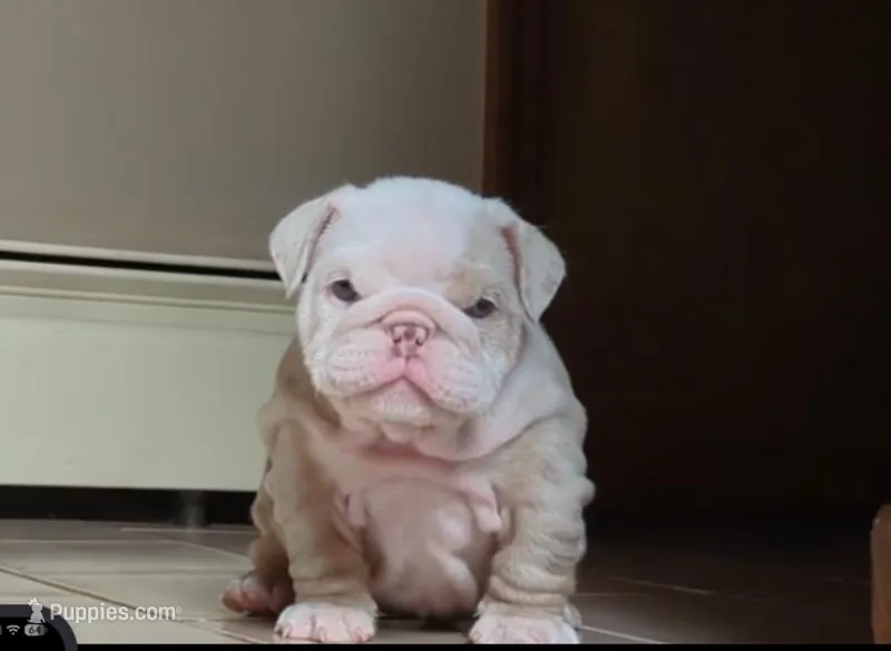 Helga – English Bulldog puppy for sale in Tobyhanna, PA