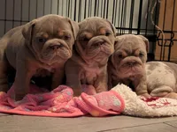 Helga, a female English Bulldog for sale in Tobyhanna, PA – Photo 2 of 3