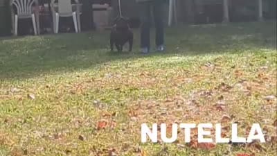 Nutella, a female English Bulldog for sale in Blakeslee, PA – 5 of 7