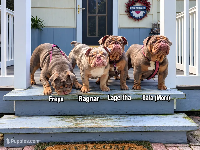 Lagertha – English Bulldog puppy for sale in Blakeslee, PA