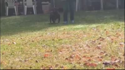 Nutella, a female English Bulldog for sale in Blakeslee, PA – 4 of 7