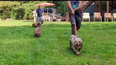 Freya, a female English Bulldog for sale in Blakeslee, PA – 3 of 3