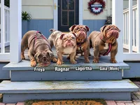 Freya, a female English Bulldog for sale in Blakeslee, PA – 2 of 3