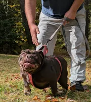 Nutella, a female English Bulldog for sale in Blakeslee, PA – 3 of 7