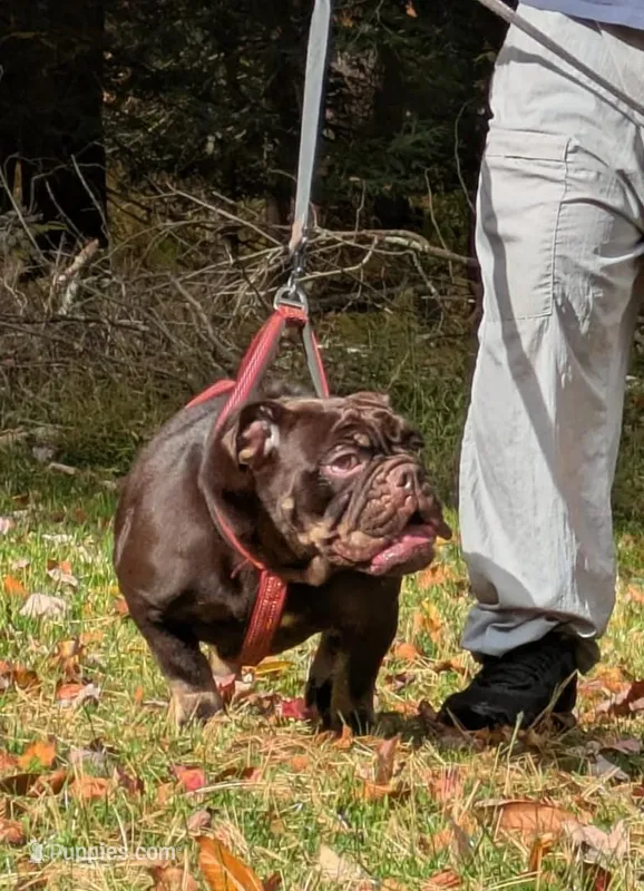 Nutella – English Bulldog puppy for sale in Blakeslee, PA