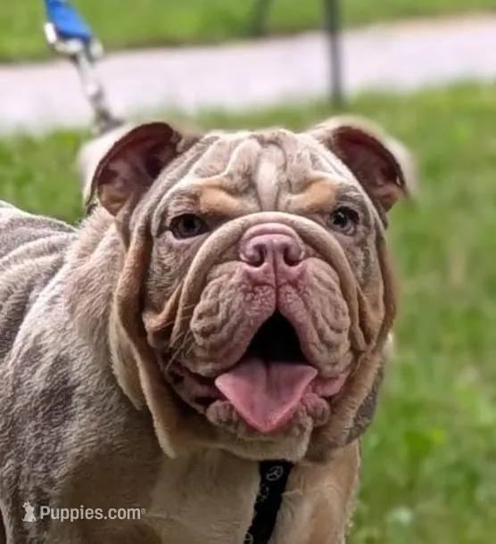 Ragnar – English Bulldog puppy for sale in Tobyhanna, PA