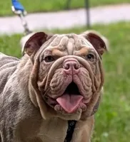 Ragnar, a male English Bulldog for sale in Tobyhanna, PA – 1 of 4