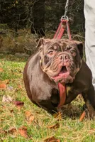 Nutella, a female English Bulldog for sale in Blakeslee, PA – 2 of 7