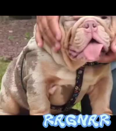 Ragnar, a male English Bulldog for sale in Tobyhanna, PA – 2 of 4