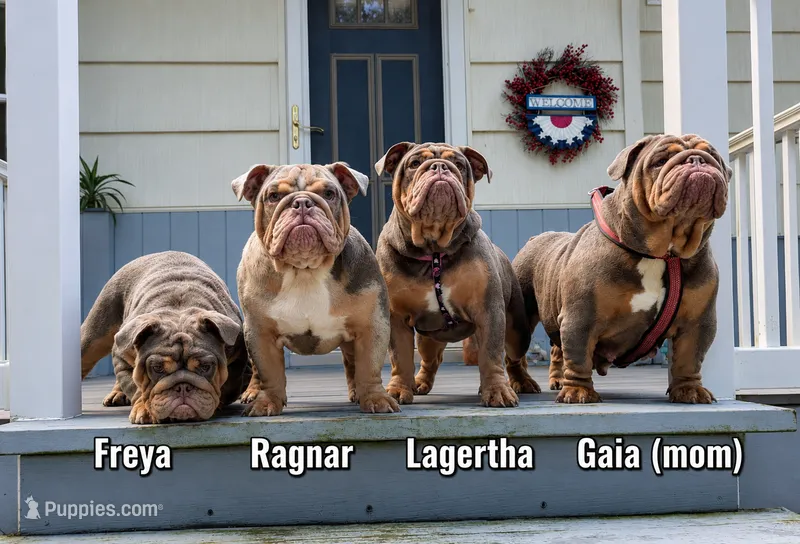 Freya – English Bulldog puppy for sale in Blakeslee, PA