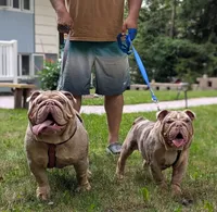 Ragnar, a male English Bulldog for sale in Tobyhanna, PA – 3 of 4