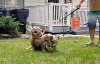 Ragnar, a male English Bulldog for sale in Tobyhanna, PA – 4 of 4
