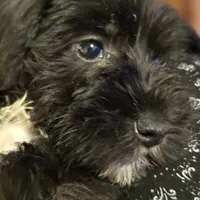 Brittney, a female Miniature Schnauzer for sale in Jacksonville, FL – 3 of 4