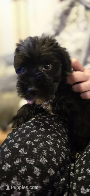 Brittney – Miniature Schnauzer puppy for sale in Jacksonville, FL