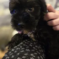 Brittney, a female Miniature Schnauzer for sale in Jacksonville, FL – 1 of 4