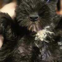 Brittney, a female Miniature Schnauzer for sale in Jacksonville, FL – 4 of 4