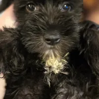 Brittney, a female Miniature Schnauzer for sale in Jacksonville, FL – 2 of 4